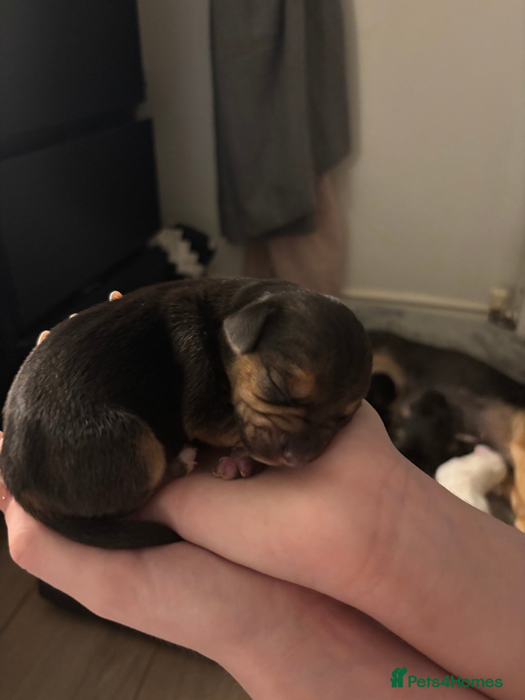 Mixed Breed dogs for sale: Jug and miniature dachshund mix pups - Image 10