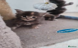 Maine Coon cats for sale: Fully health tested and Tica registered  in Great Missenden - Image 11
