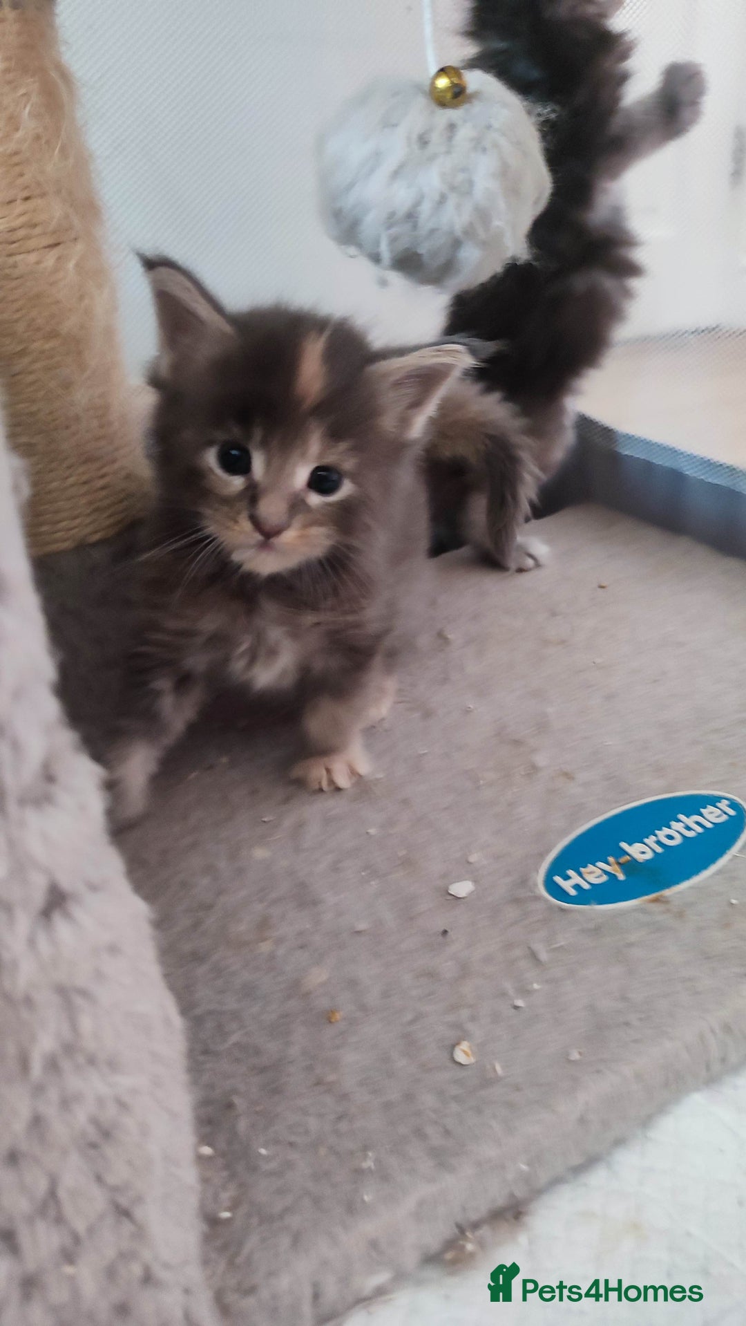 Maine Coon cats for sale: Fully health tested and Tica registered  in Great Missenden - Image 11
