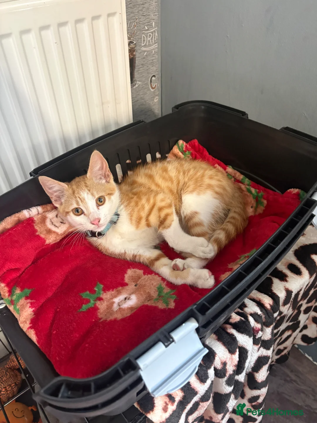 Domestic Shorthair cats for sale: Nugget - Advert 1