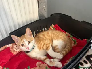 Domestic Shorthair cats Nugget - Advert 1