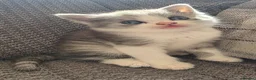 British Longhair cats for sale: Beautiful British long haired kittens - Advert 30