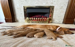 Cockapoo dogs for sale: Beautiful F1 cockapoos - Image 10