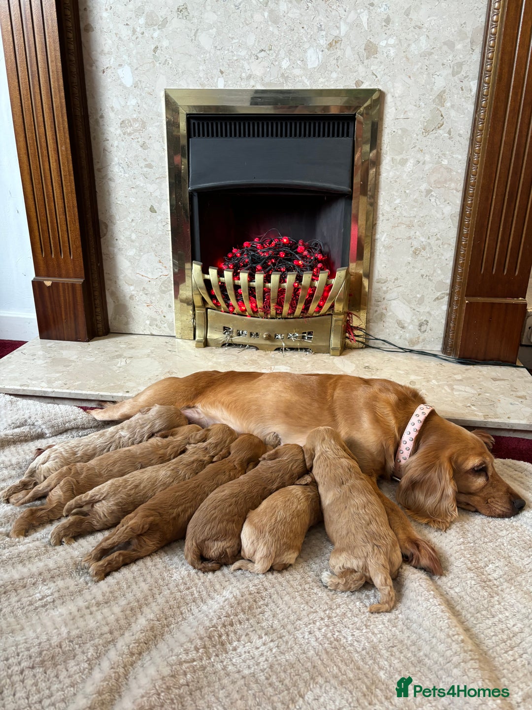 Cockapoo dogs for sale: Beautiful F1 cockapoos - Image 10