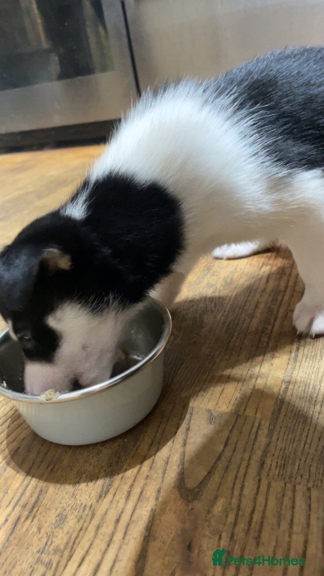 Mixed Breed dogs for sale: Puppies(husky dad-border collie mum) - Advert 5