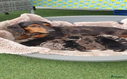 Dachshund dogs for sale: Xxx Beautiful dachshund puppies Xxx - Image 5