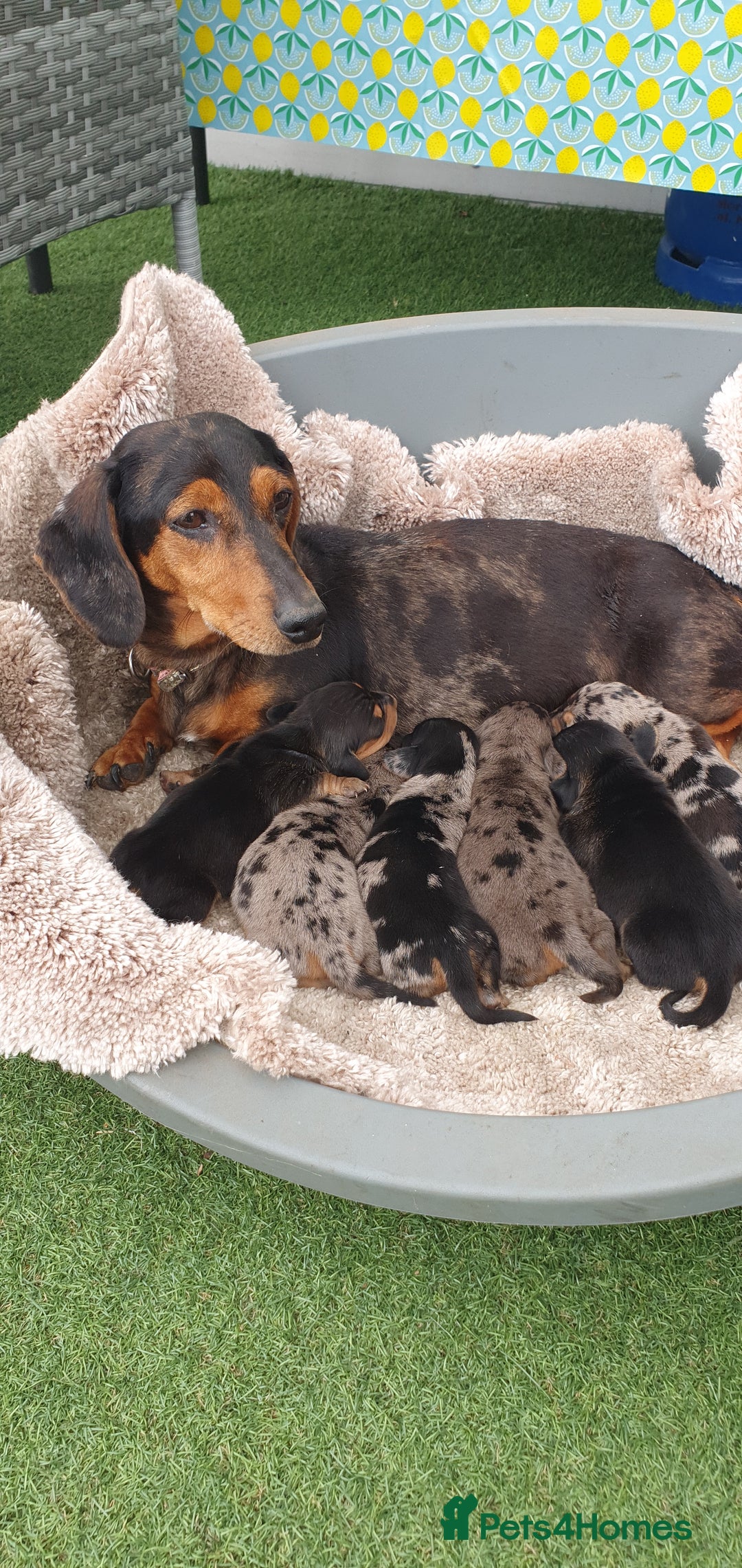 Dachshund dogs for sale: Xxx Beautiful dachshund puppies Xxx - Image 5