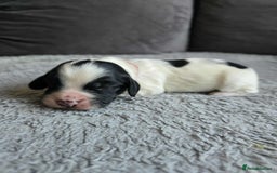 Sprocker dogs for sale: Sprocker Spaniel Puppies  - Image 6