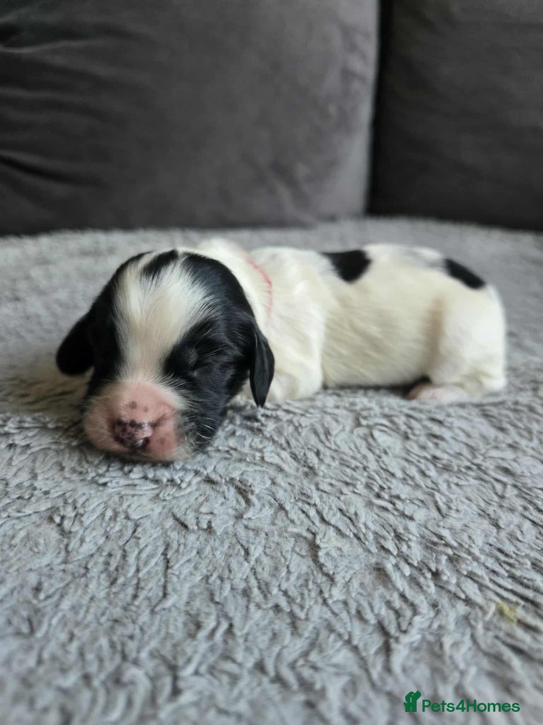 Sprocker dogs for sale: Sprocker Spaniel Puppies  - Image 6