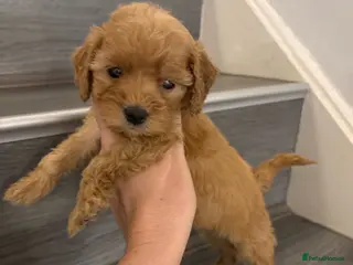 Cockapoo dogs Cockapoo puppies - Advert 2