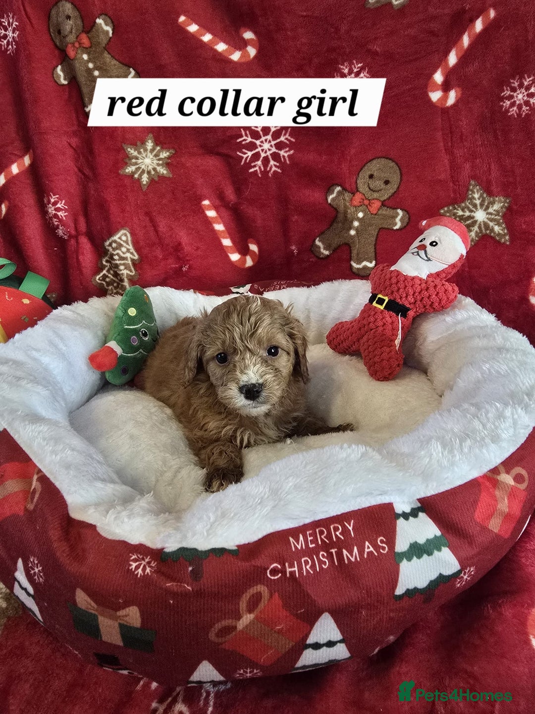 Cockapoo dogs for sale: F1 cockerpoo puppies  - Advert 5