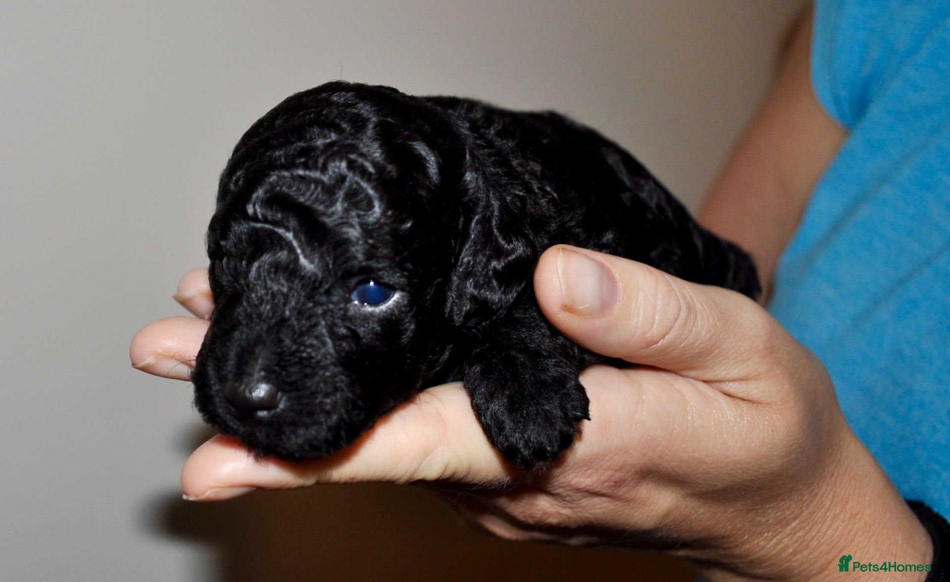 Toy Poodle dogs Purebred Toy Poodles 🐾 - Advert 1