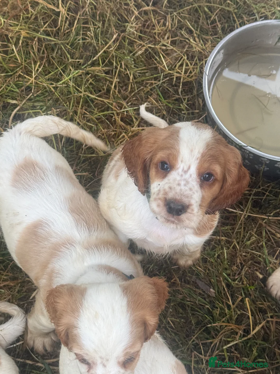 Cocker Spaniel dogs for sale: Working cocker spaniels  - Advert 2