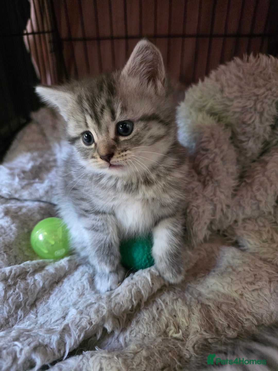 British Shorthair cats for sale: British short hair kittens - Image 13