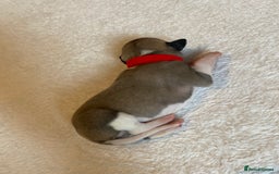 Whippet dogs for sale: 6 Stunning KC Pedigree Whippet Puppies - Image 19