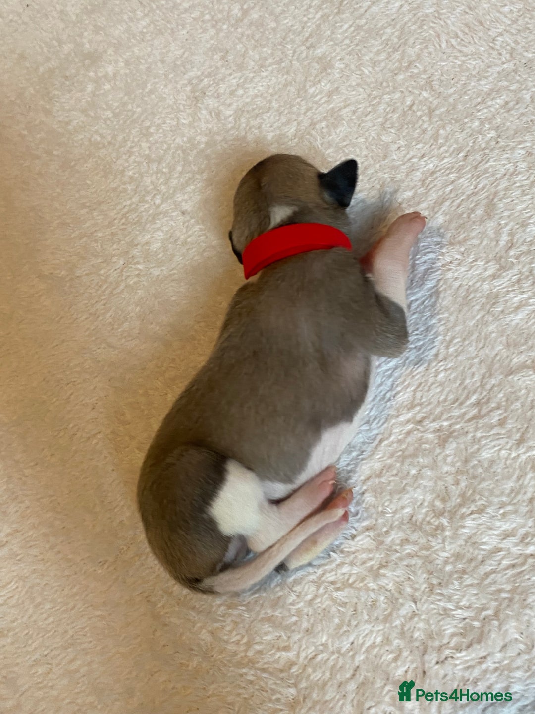 Whippet dogs for sale: 6 Stunning KC Pedigree Whippet Puppies - Image 19