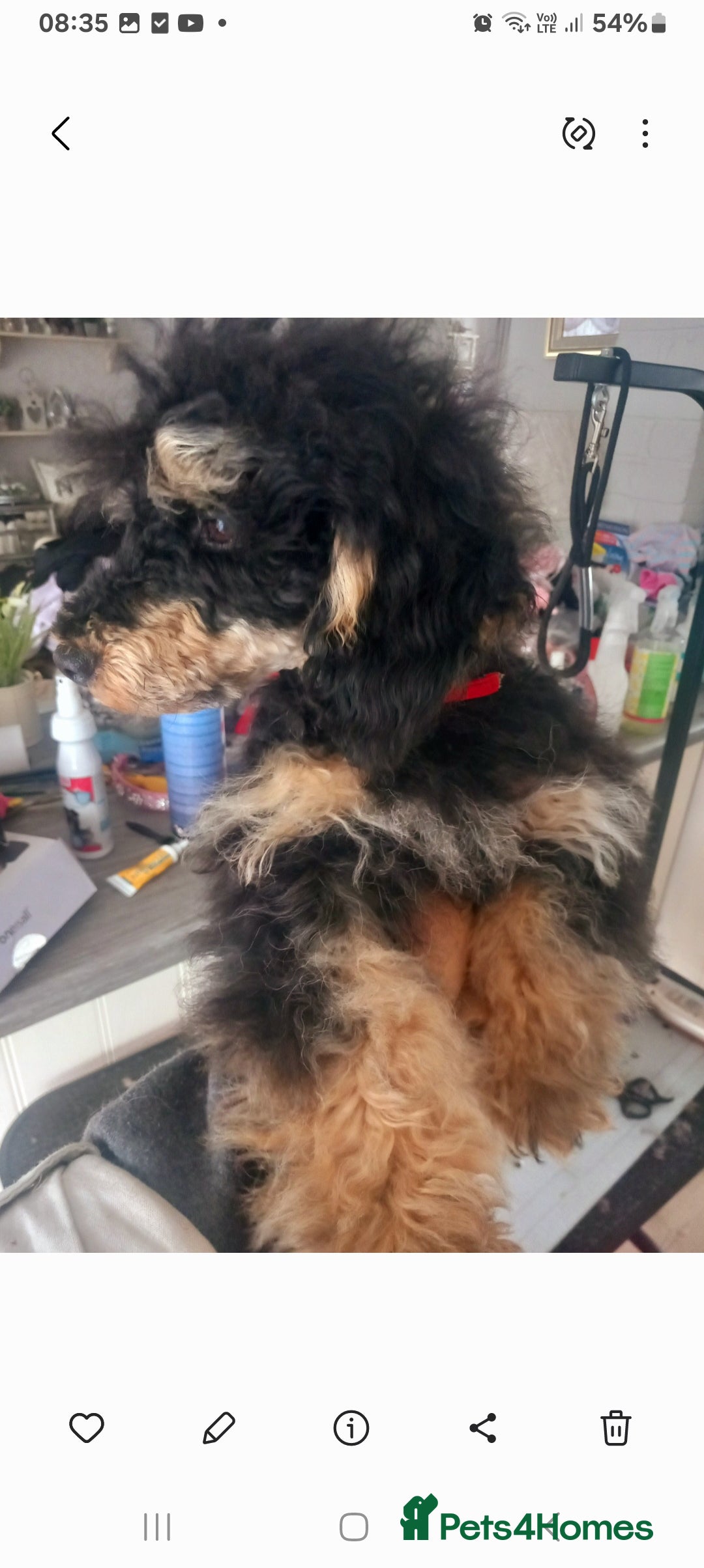 Toy Poodle dogs for stud: *2 STUDS AVAILABLE*FULL PEDIGREE SILVER & PHANTOM in Colwyn Bay - Advert 6