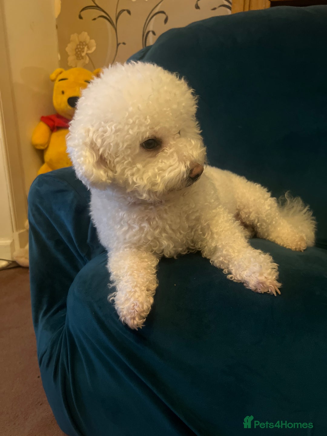 Bichon Frise dogs for sale: Bichon Frise  - Image 15