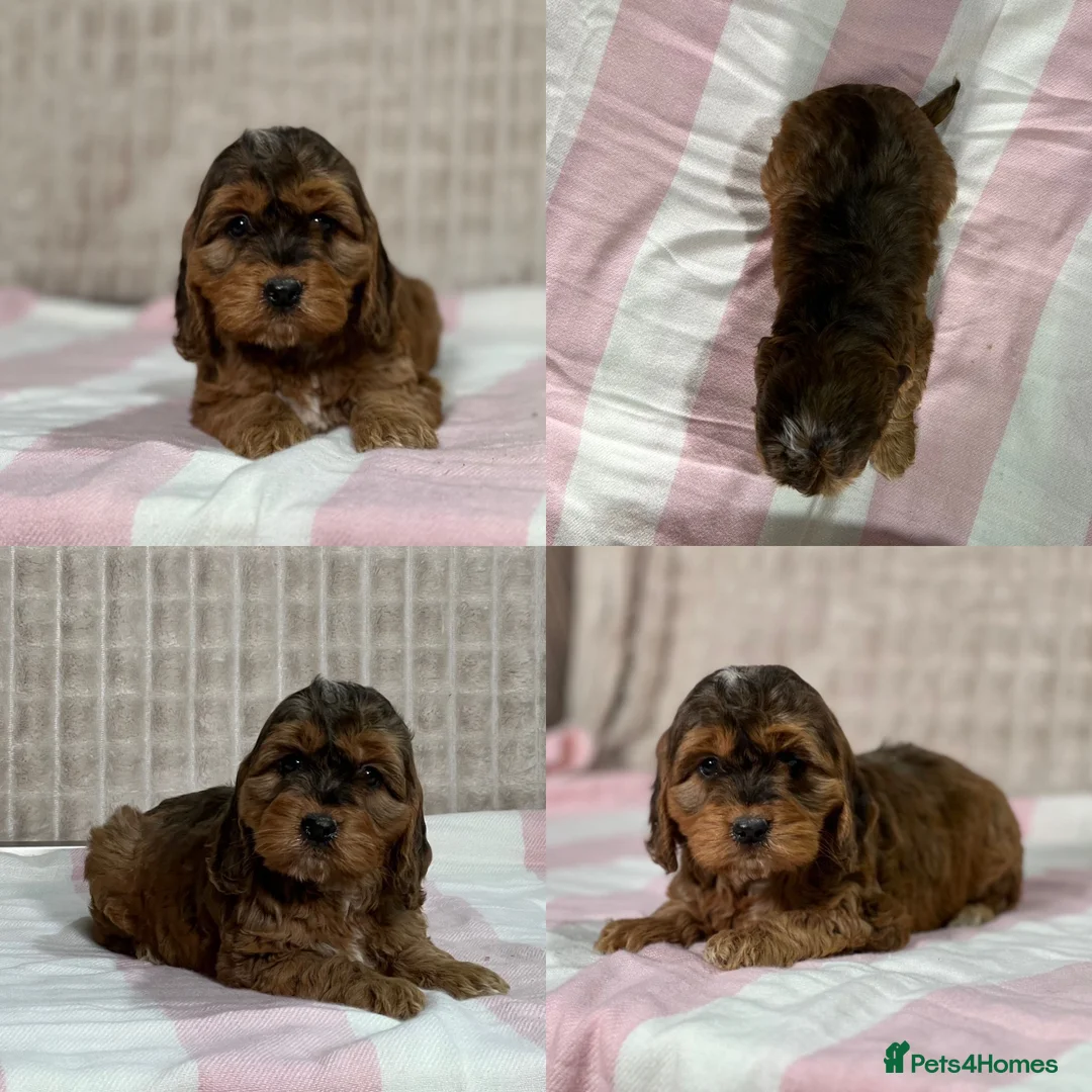 Cockapoo dogs for sale: Stunning Cockapoo puppies  in Bristol - Advert 6