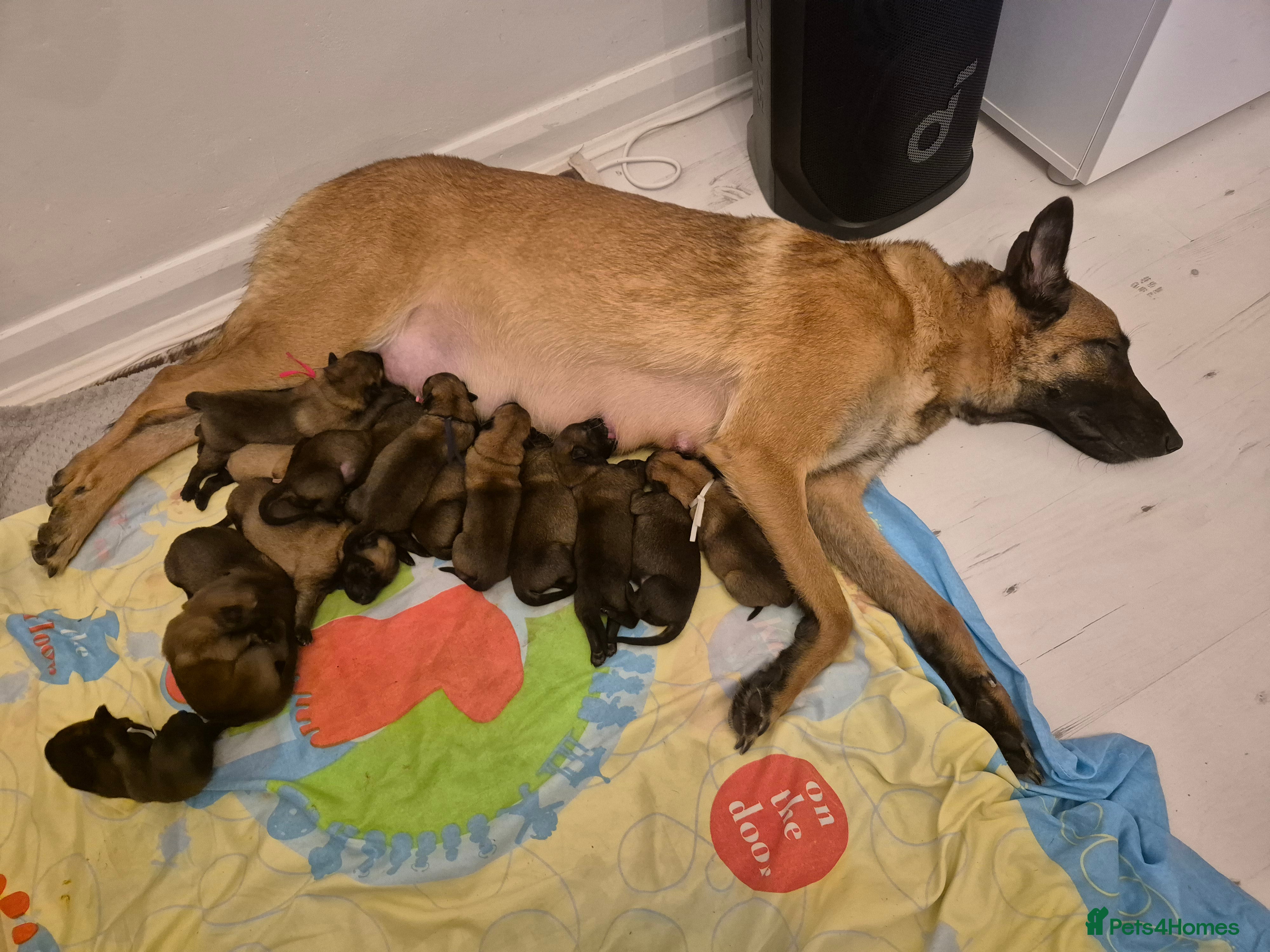 Belgian Shepherd Dog dogs Belgian Malinois were born on 1st of January 2026 - Advert 10