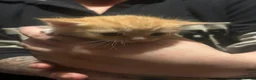 Maine Coon cats for sale: Maine coon x British shorthair kittens - Advert 3