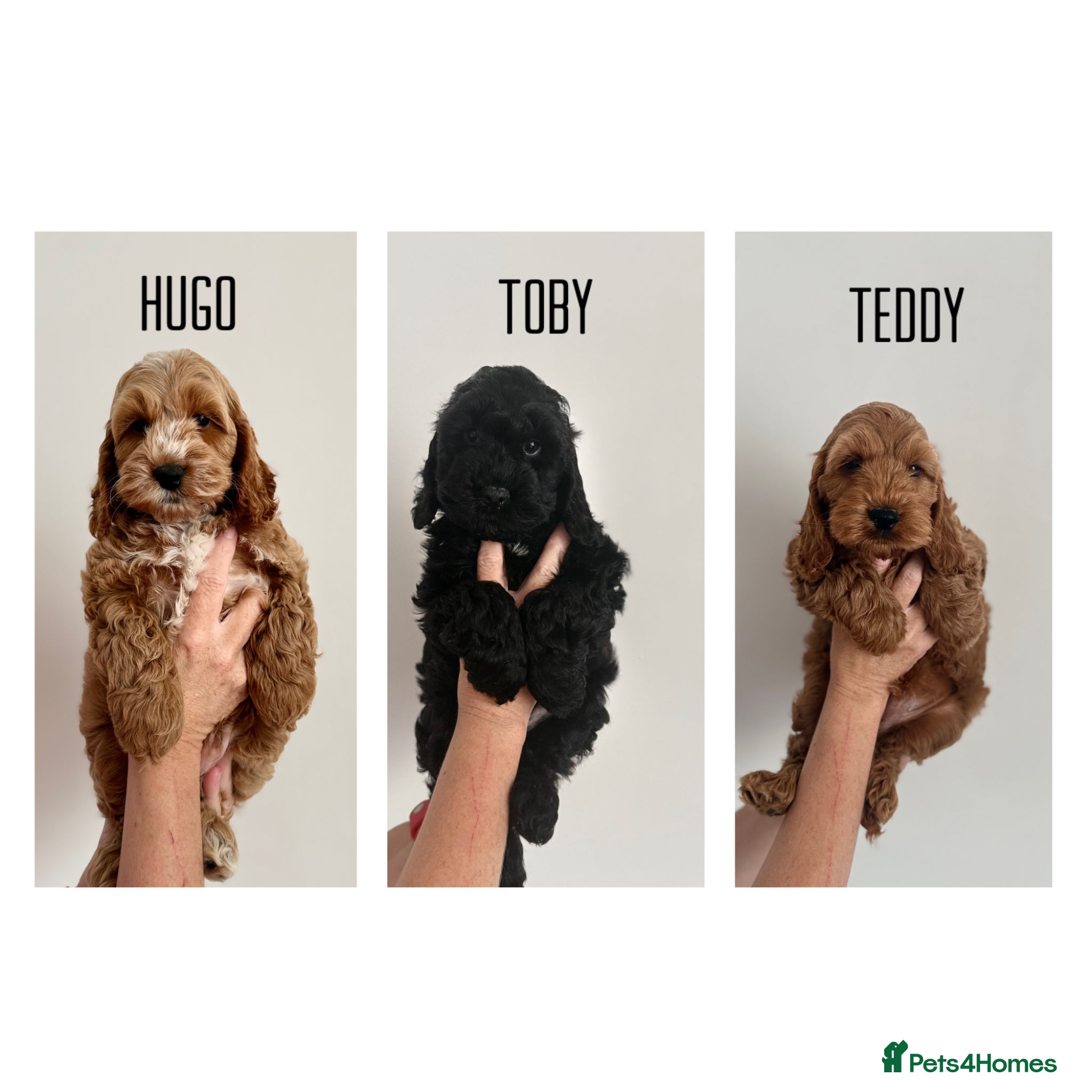 Cockapoo dogs F1 cockapoo puppies ‼️PRICE DROP‼️ - Advert 4
