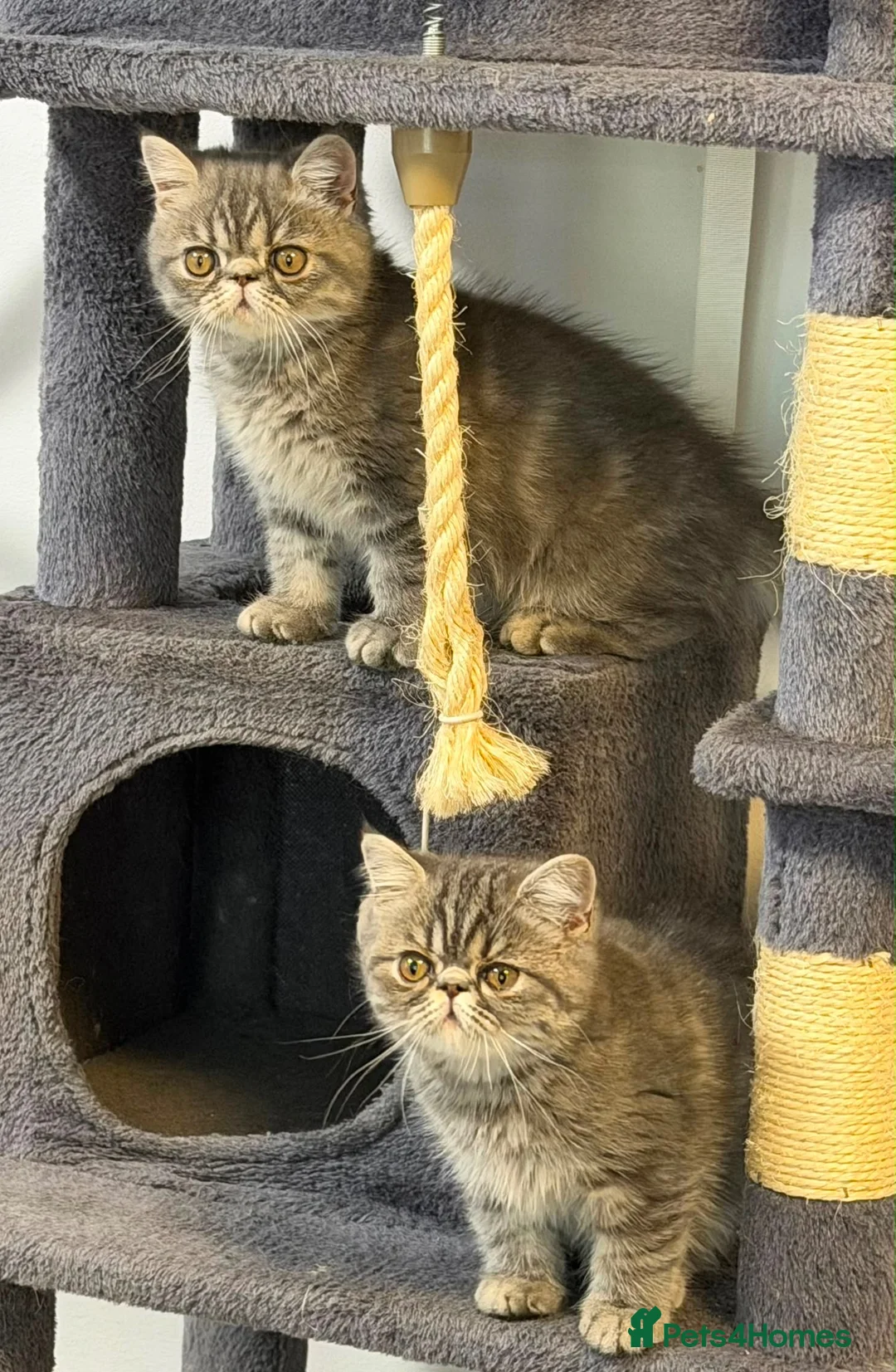 Exotic cats for sale: Beautiful Exotic x Persian Kittens ⭐️ - Advert 21