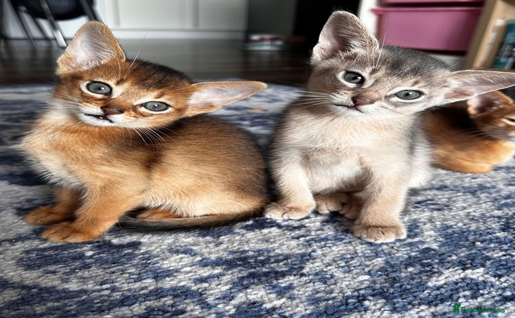 Somali cats - Advert 1
