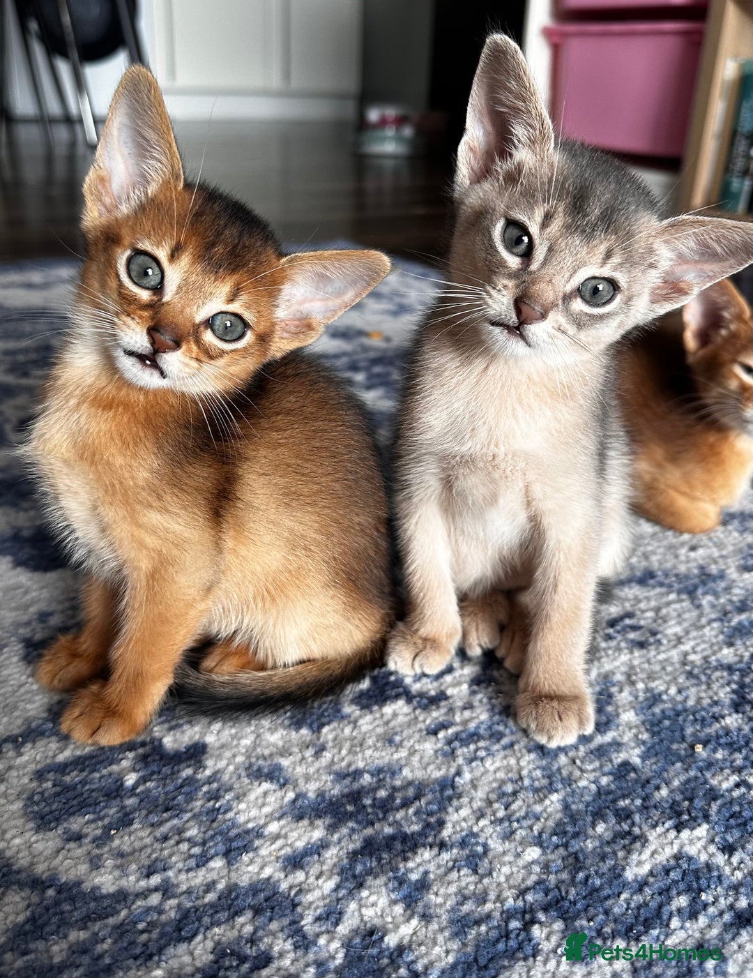 Somali cats for sale: Outstanding Somali kittens - Image 1