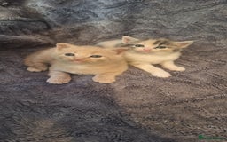 Maine Coon cats for sale: Maincoon cross playful kitten's  - Image 10
