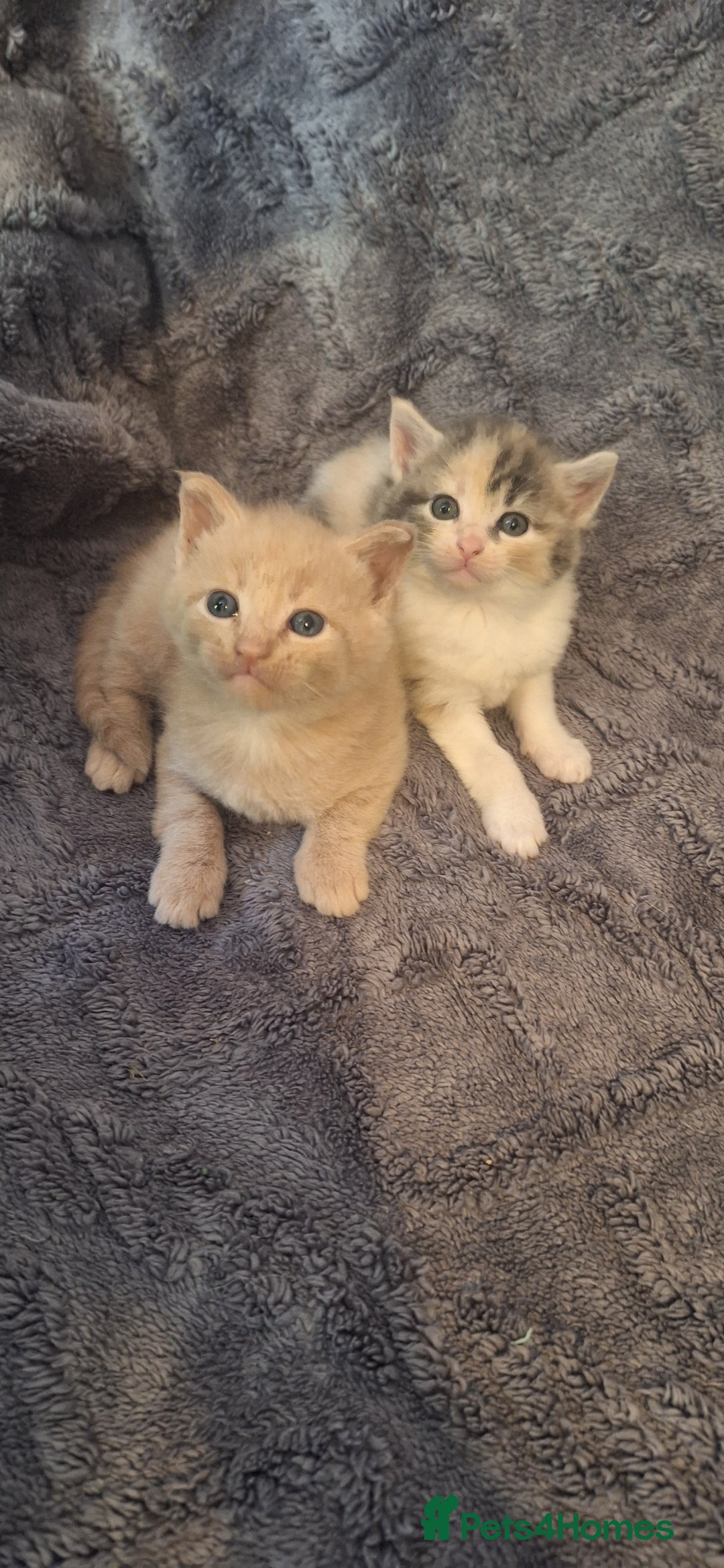 Maine Coon cats for sale: Maincoon cross playful kitten's  - Image 10
