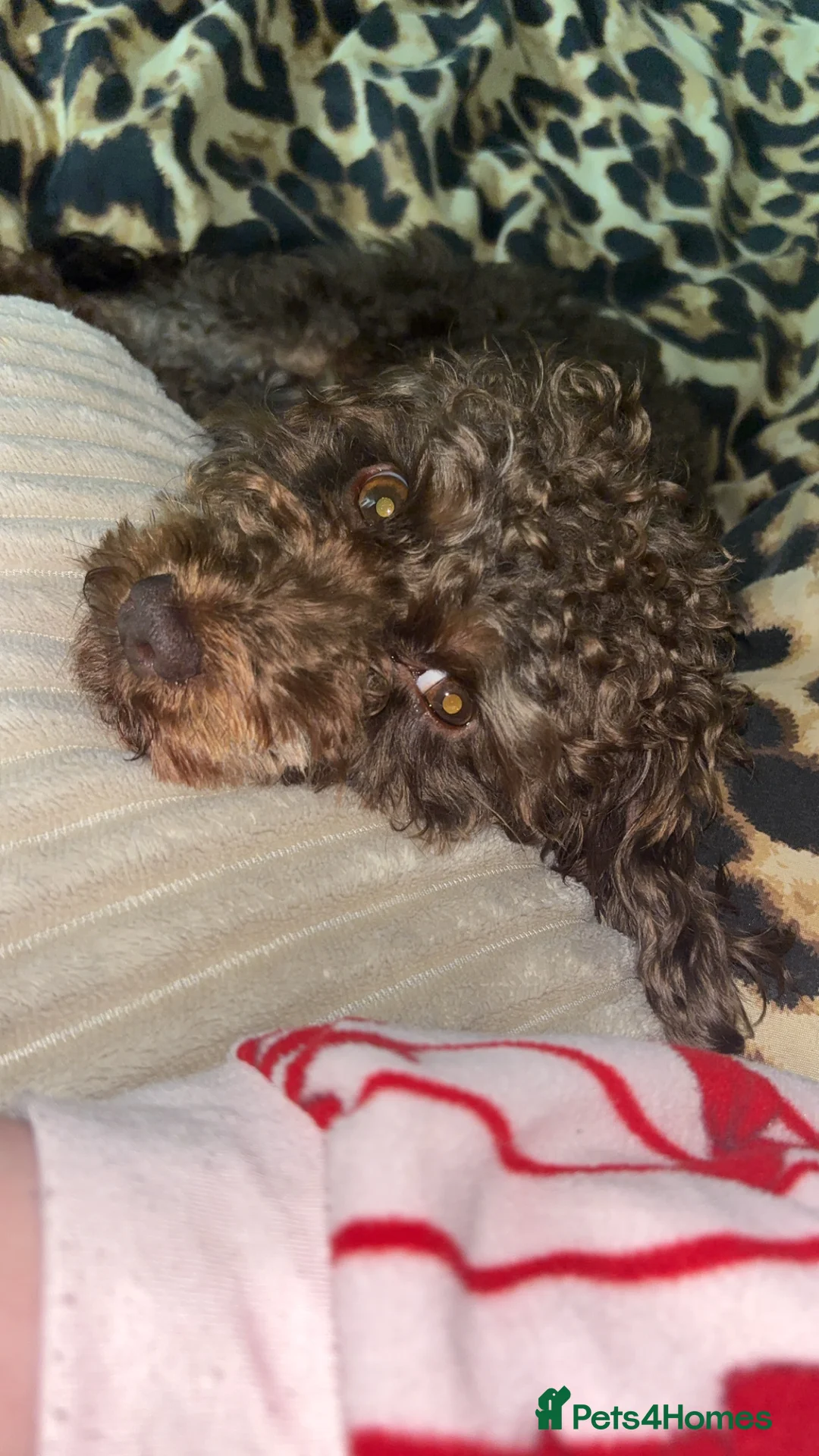 Cavapoo dogs for sale: Chocolate Cavapoo - 1 year old  - Advert 2