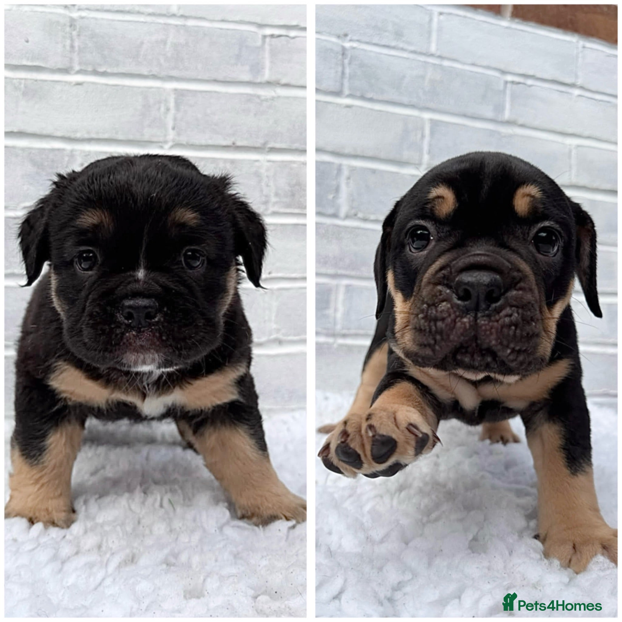 Olde English Bulldogge dogs Champion Bloodline Health Tested OEB puppies - Advert 1