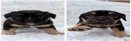 Olde English Bulldogge dogs for sale: Champion Sired Health Tested OEB puppies - Advert 9