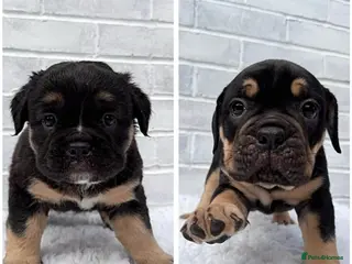 Olde English Bulldogge dogs Champion Bloodline Health Tested OEB puppies - Advert 1