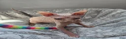 Sphynx cats for sale: Blue eyes Sphynx kitten TICA & GCCF show cats  - Advert 17