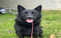 Belgian Shepherd Dog dogs for sale: A real good boy - Image 3
