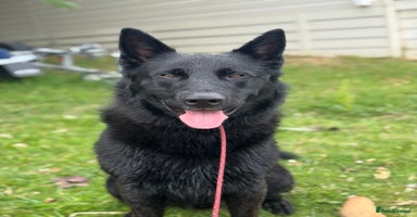 Belgian Shepherd Dog dogs - Advert 4