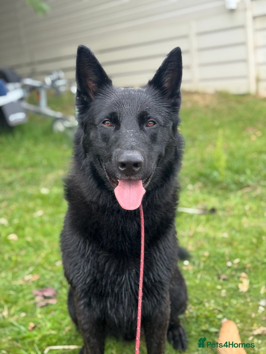 Belgian Shepherd Dog dogs for sale: A real good boy - Image 3