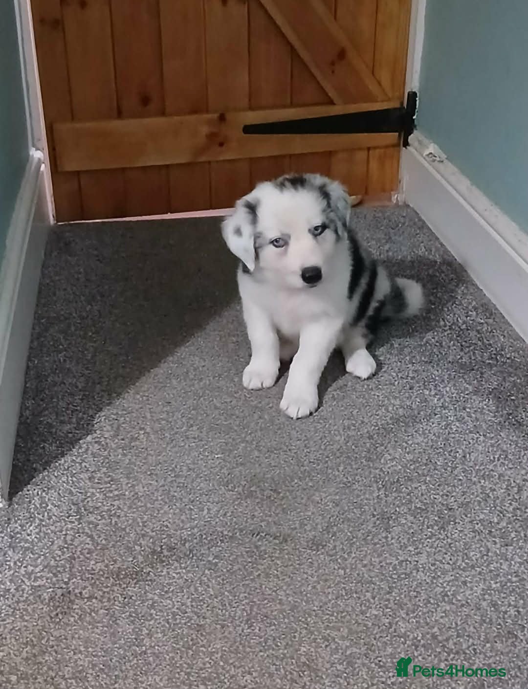 Border Collie dogs Beautiful border collie puppies  - Advert 2