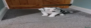 Border Collie 1