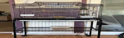 Finches birds for sale: Breeding pair of Bengali finch  in Bolton - Advert 2