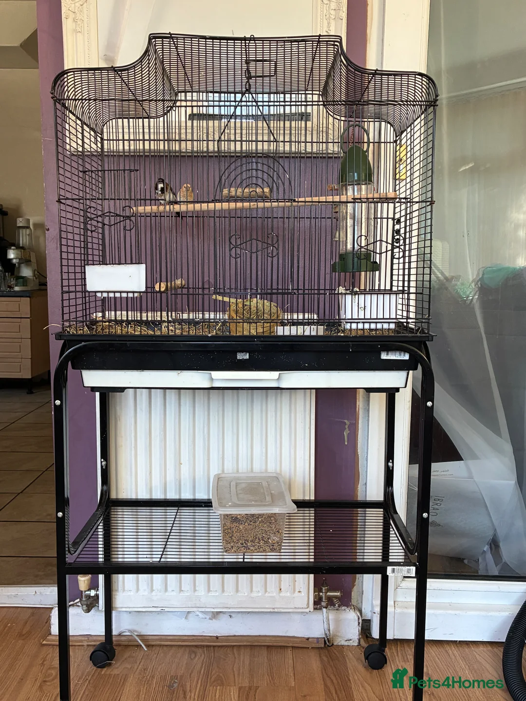 Finches birds for sale: Breeding pair of Bengali finch  in Bolton - Advert 2