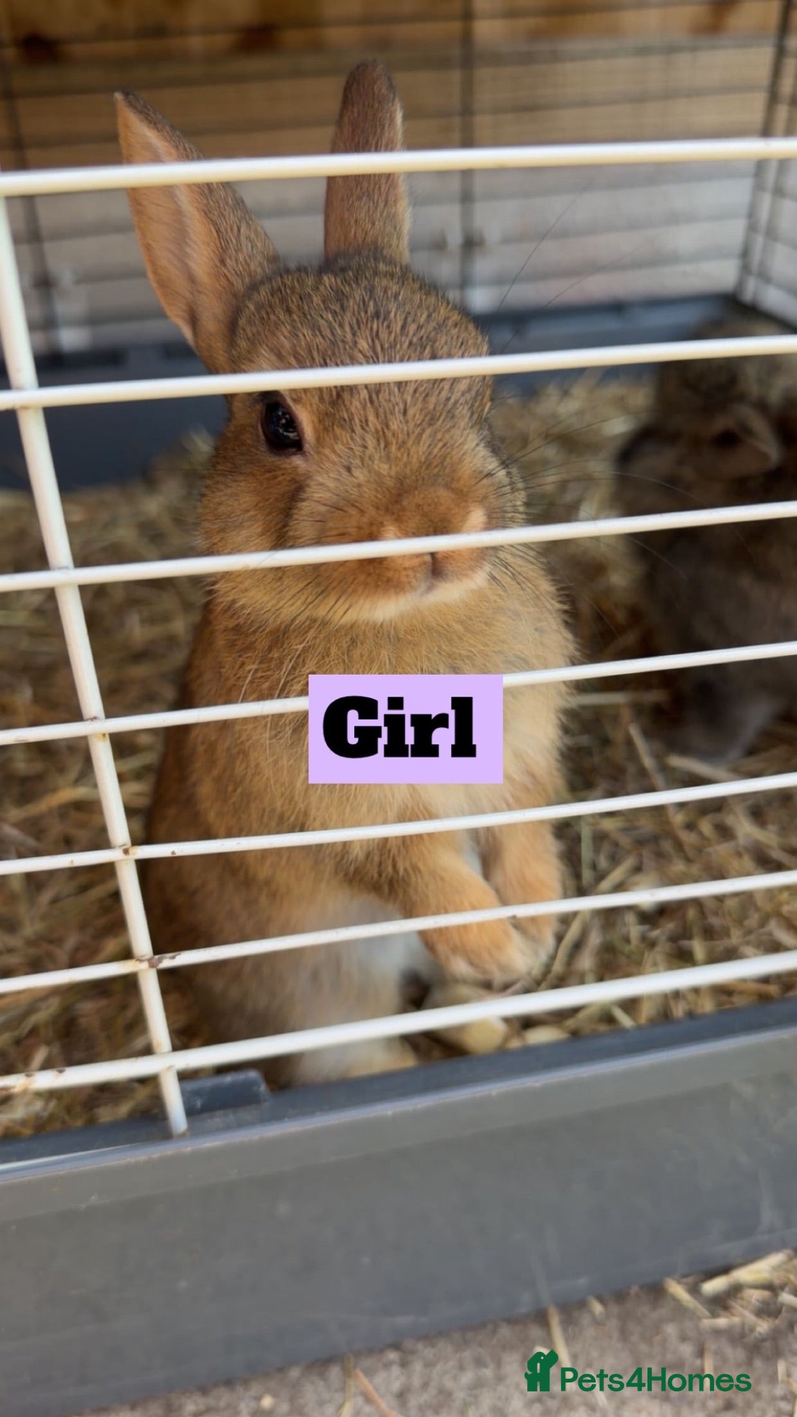 Netherland Dwarf rabbits  Netherland dwarf x lion head BABY rabbits 🐰  - Advert 1