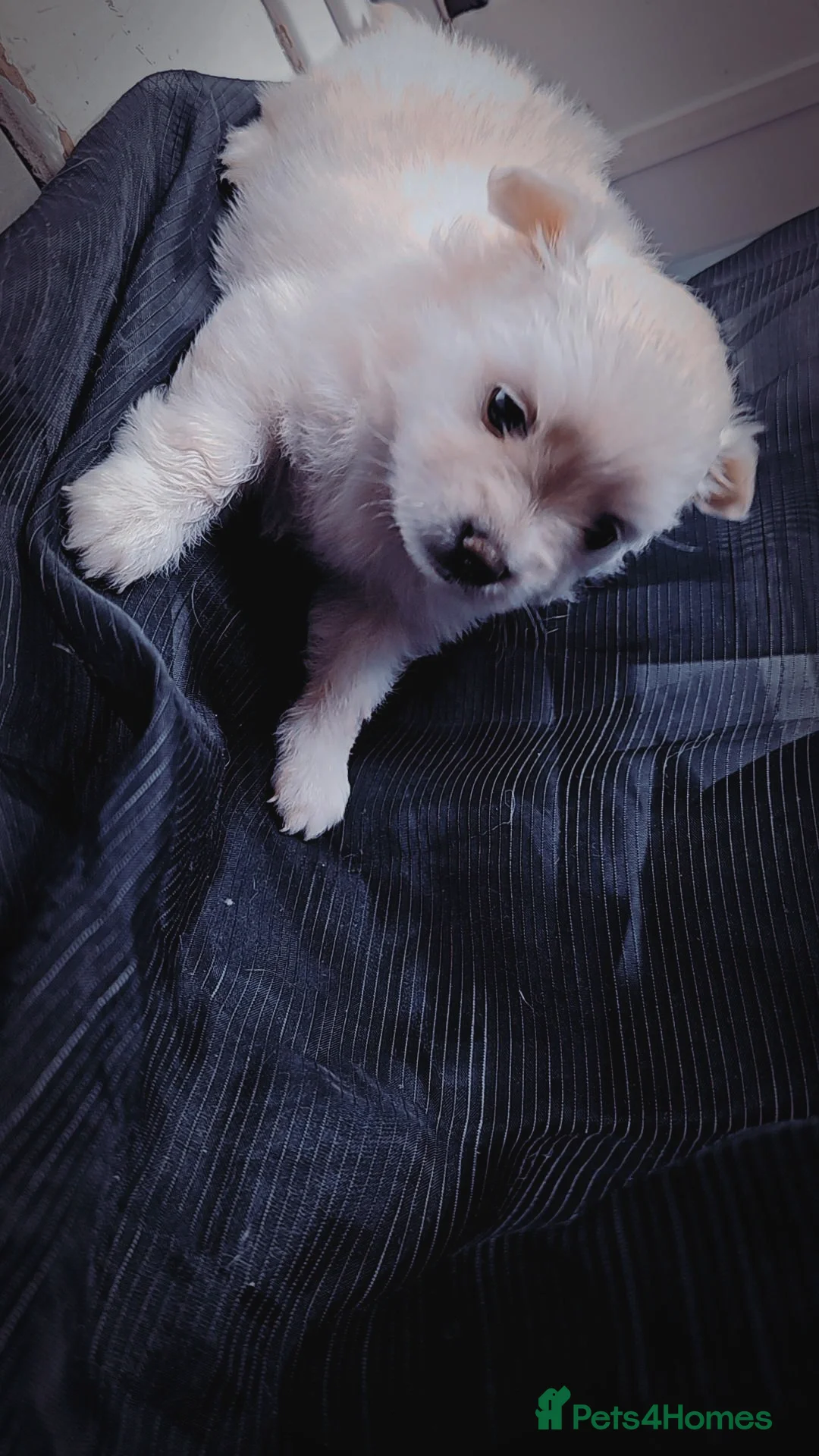 Pomeranian dogs for sale: Pomeranian puppies for loving and caring families  - Image 4