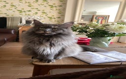 Maine Coon cats for sale: GCCF Registered Maine Coons Ready 16th August  in Banbury - Image 9