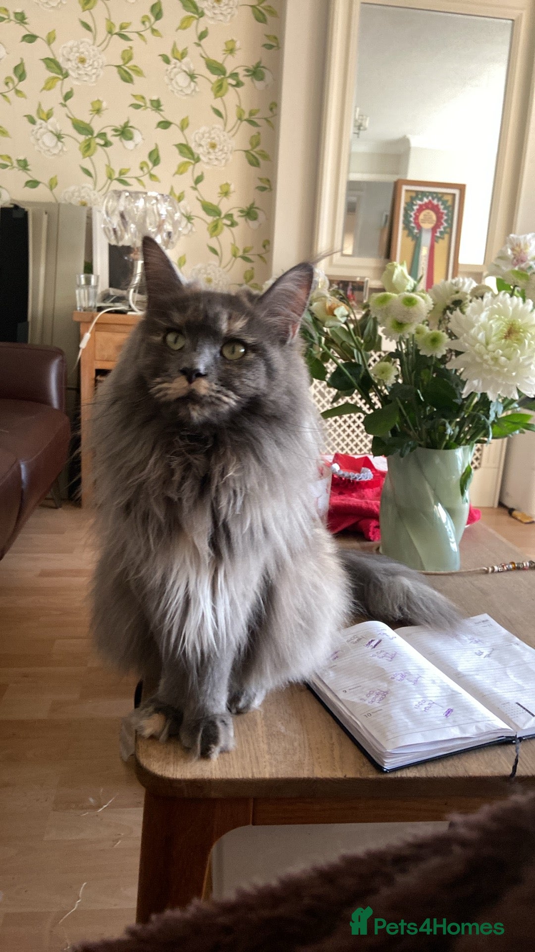 Maine Coon cats for sale: GCCF Registered Maine Coons Ready 16th August  in Banbury - Image 9