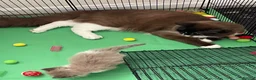 Ragdoll cats for sale: Stunning Mink Ragdoll Kittens  in Cirencester - Advert 2