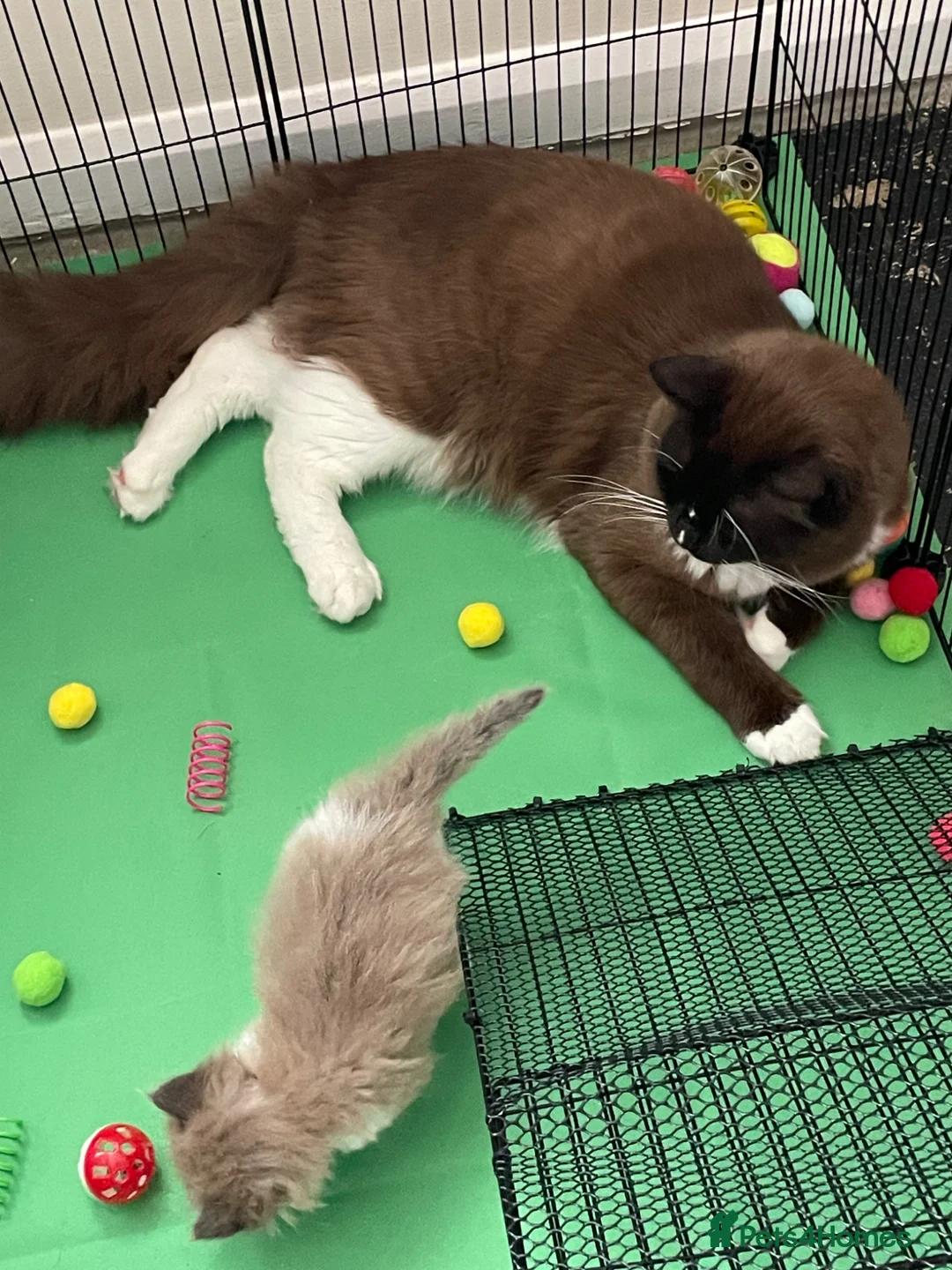 Ragdoll cats for sale: Stunning Mink Ragdoll Kittens  in Cirencester - Advert 2