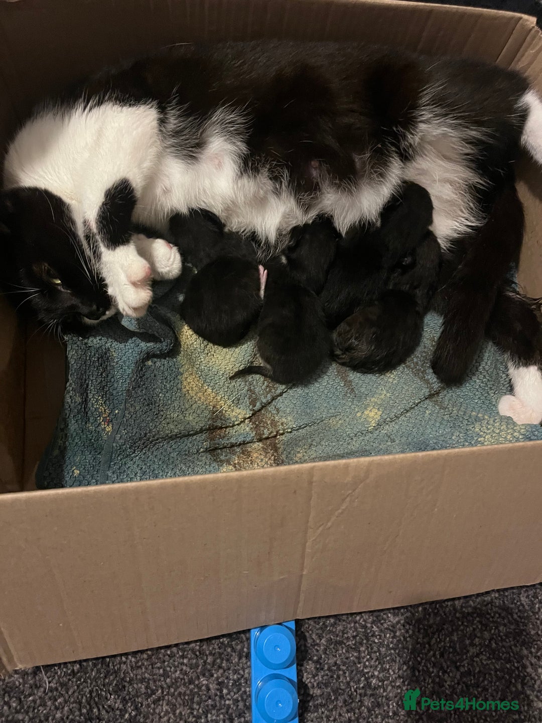 Mixed Breed cats for sale: Black&White kittens - Advert 2